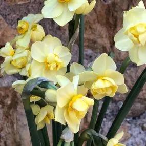 Yellow Cheerfulness Daffodil (Narcissus Yellow Cheerfulness) Img 3